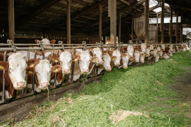 a group of cows standing next to each other in a barn, malika favre, grazing, commercial photo, liam brazier