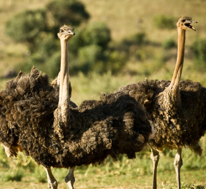 three ostriches standing next to each other in a field, pexels contest winner, hurufiyya, in africa, stretch, slide show, moulting