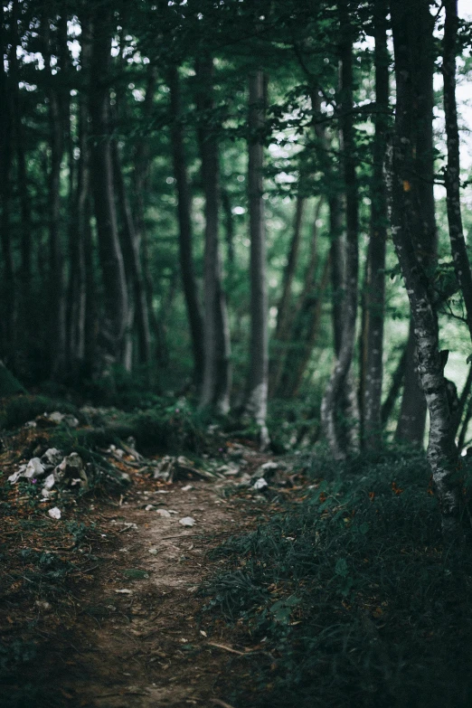 a dirt path in the middle of a forest, inspired by Elsa Bleda, unsplash contest winner, renaissance, dark green tones, solo hiking in mountains trees, ground level shot, multiple stories