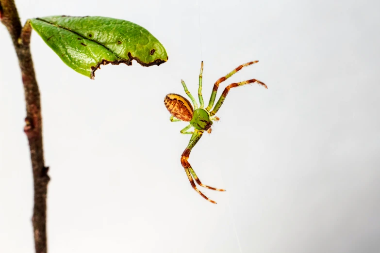 a spider sitting on top of a green leaf, trending on pexels, hurufiyya, set against a white background, mid 2 0's female, hanging from the ceiling, brilliantly coloured