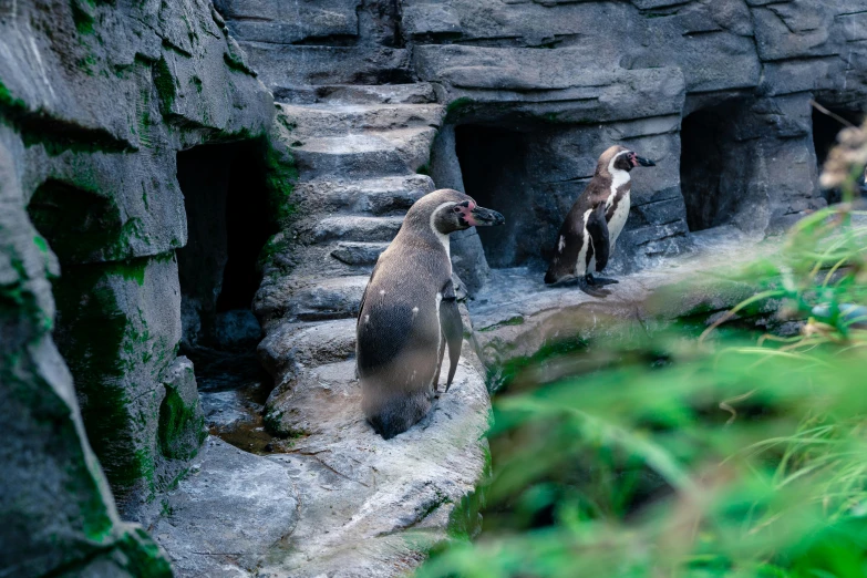 a couple of penguins standing on top of a rock, pexels contest winner, mingei, standing in a grotto, museum quality photo, thumbnail, ravine