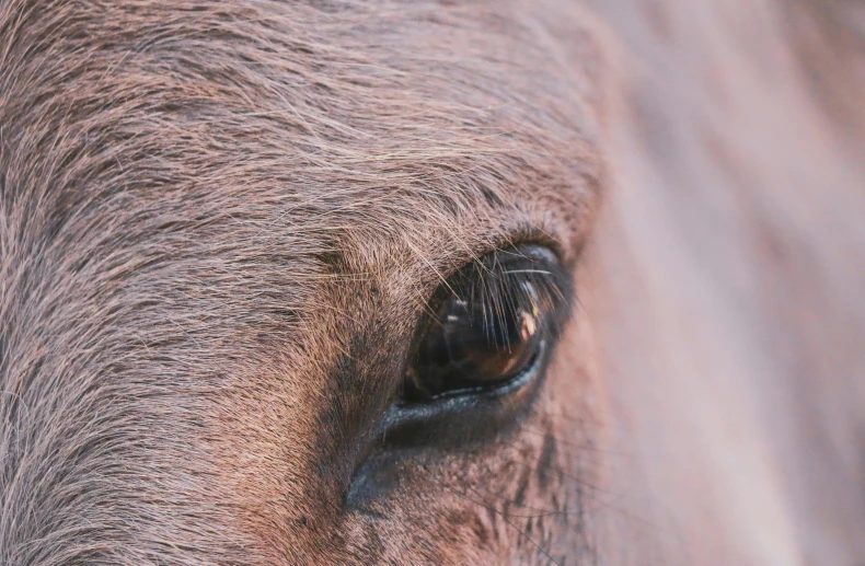 a close up of a brown horse's eye, trending on unsplash, pony facing away, 4k extremely photorealistic, realistic image, grey-eyed