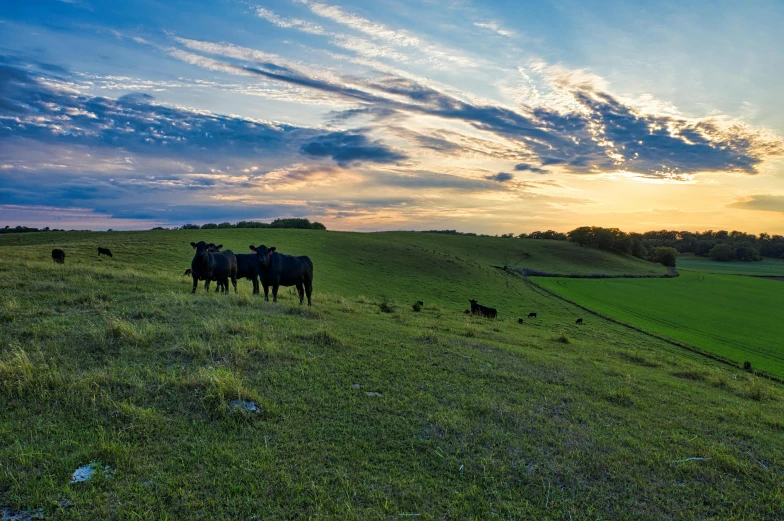 a herd of cattle standing on top of a lush green field, looking out at a sunset, profile image