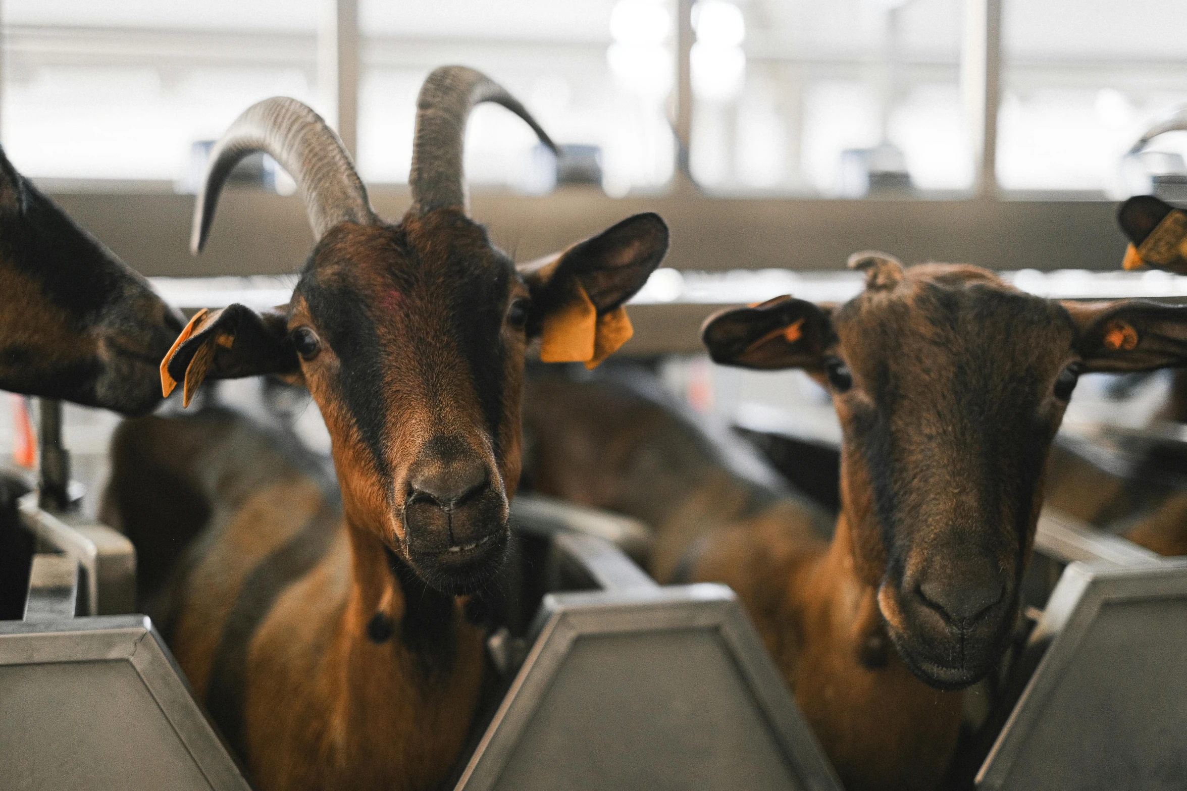 a group of goats standing next to each other, by Carey Morris, trending on unsplash, renaissance, meat factory, thumbnail, feed troughs, brown