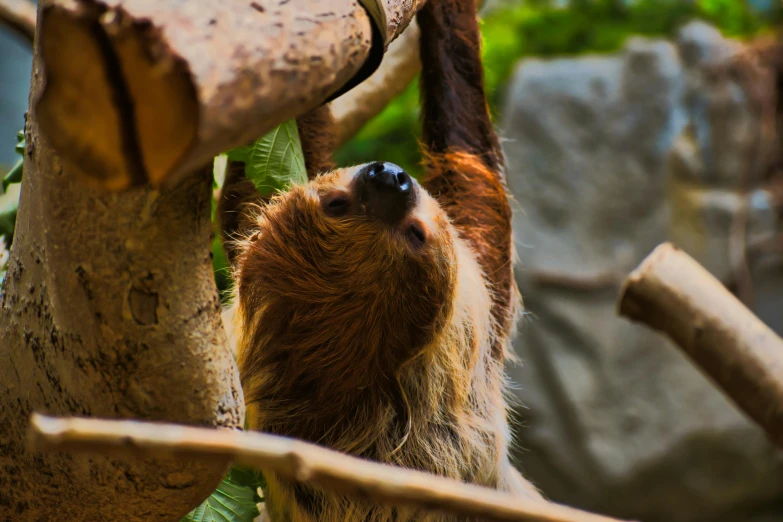 a baby sloth hanging from a tree branch, pexels contest winner, avatar image, fan favorite, brown, tie-dye