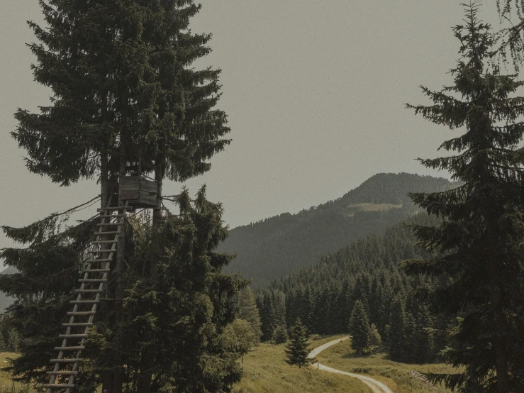 a couple of trees sitting on top of a lush green field, by Emma Andijewska, pexels contest winner, chairlifts, pine treehouse, vintage photo, time to climb the mountain path