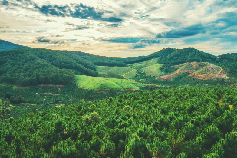 a lush green field with mountains in the background, unsplash contest winner, sumatraism, eucalyptus trees, pine forests, farming, australian bush