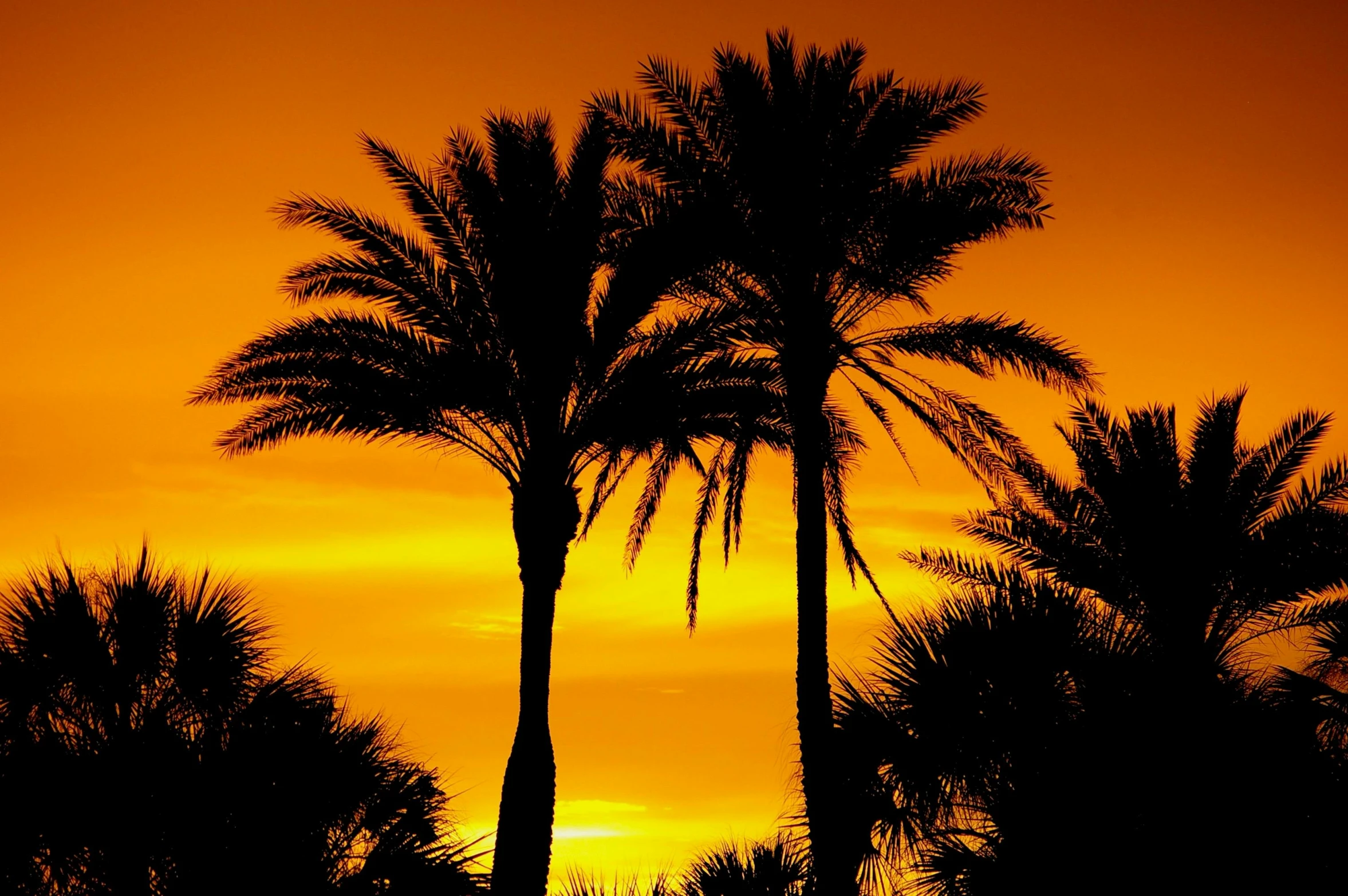 a couple of palm trees sitting next to each other, by Dave Melvin, pexels contest winner, romanticism, orange and black, ((sunset)), tans, 5 feet away