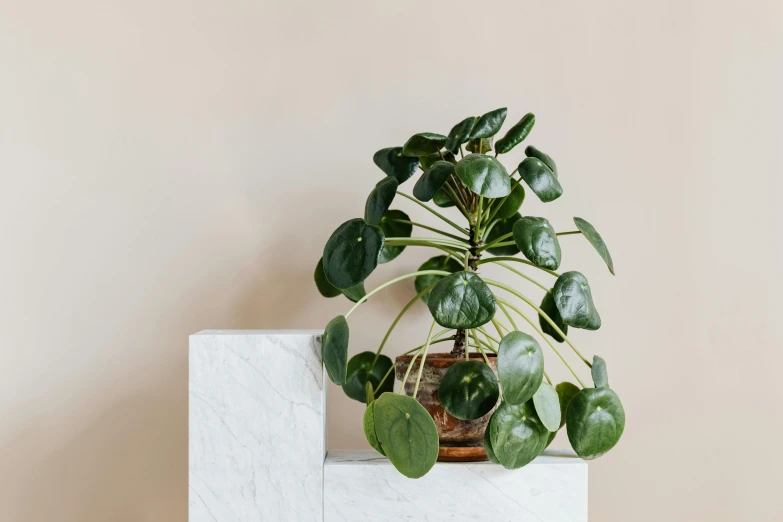 a potted plant sitting on top of a white block, a marble sculpture, by Emma Andijewska, trending on unsplash, art nouveau, clover, textured base ; product photos, medium height, flat
