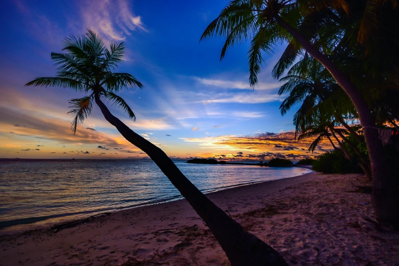 a palm tree sitting on top of a sandy beach, during a sunset