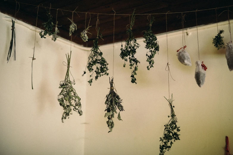 a bunch of dried herbs hanging from a ceiling, by Elsa Bleda, trending on unsplash, fan favorite, hanging beef carcasses, “berries, 2000s photo