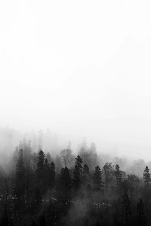 a black and white photo of a forest, unsplash contest winner, minimalism, white fog painting, ((trees)), unsplash 4k, hills