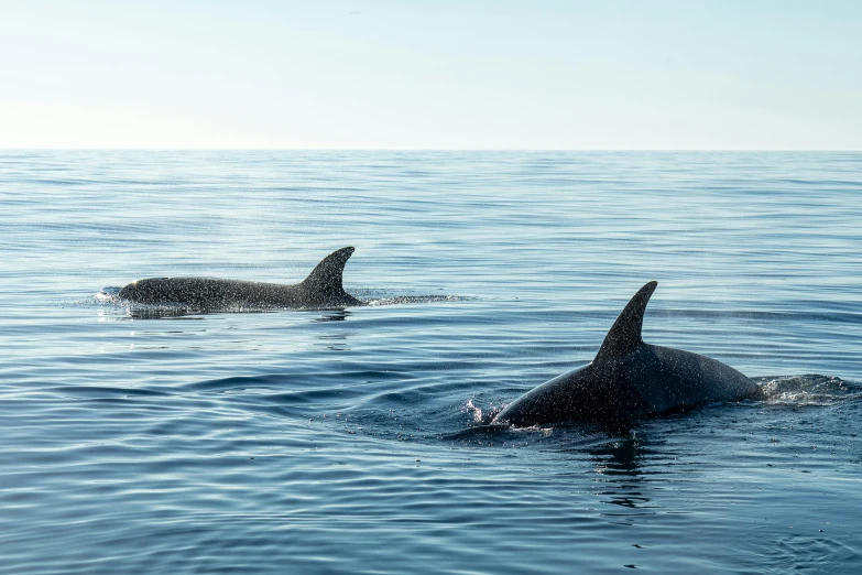 two orca whales are swimming in the ocean, by Matija Jama, purism, fan favorite, nature photo, lynn skordal, high-resolution