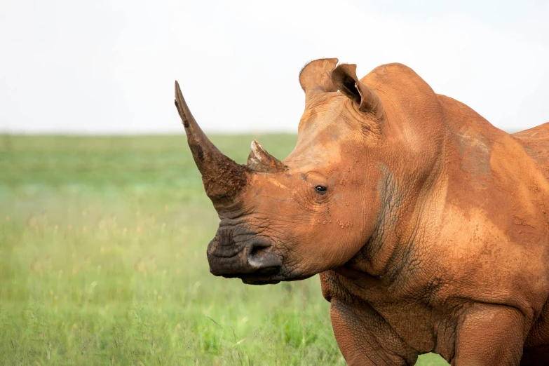 a rhino standing on top of a lush green field, pexels contest winner, hurufiyya, right hand side profile, very kenyan, modern, frontal close up