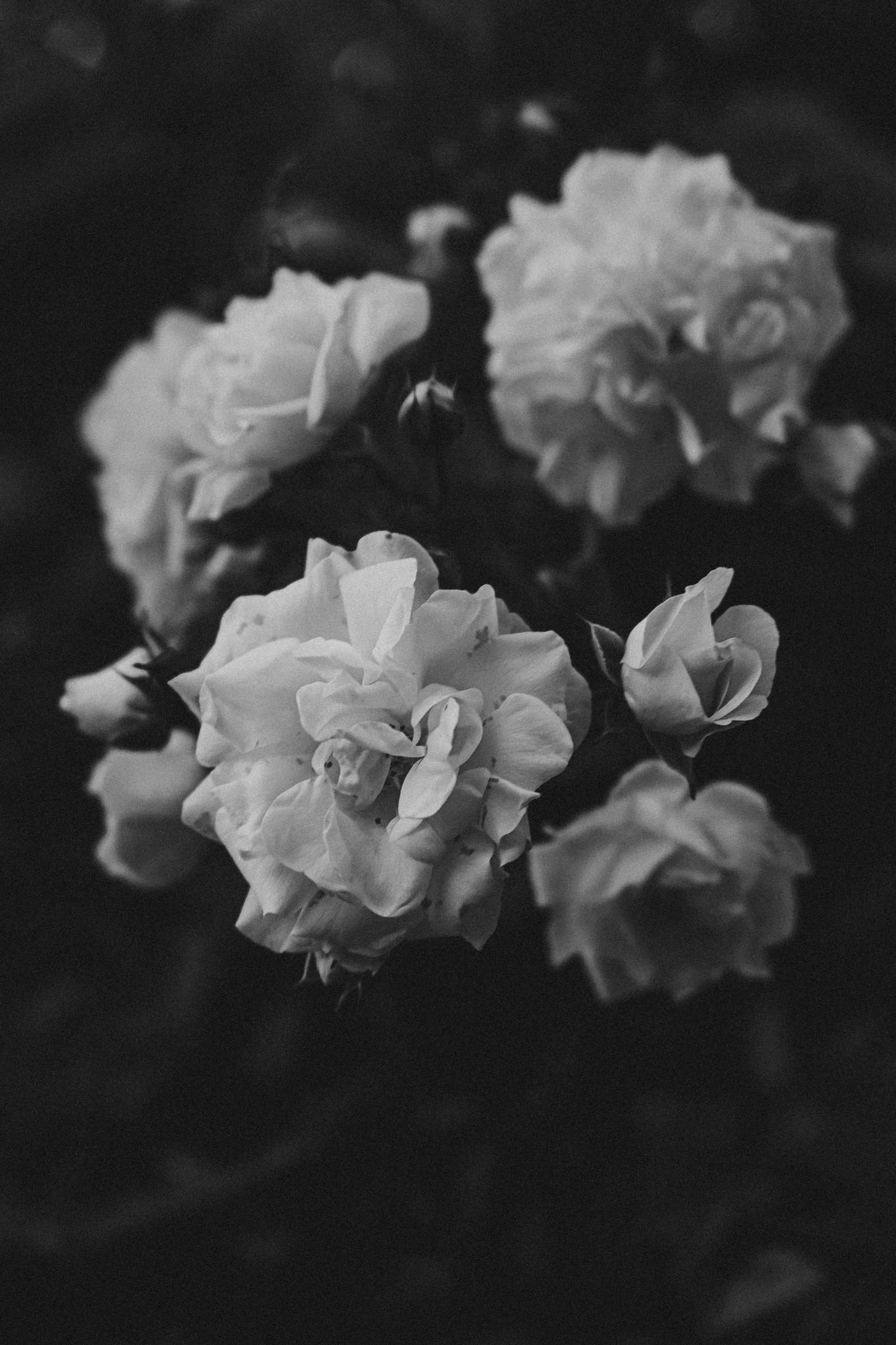 a black and white photo of a bunch of flowers, inspired by Mihály Munkácsy, unsplash, romanticism, rose garden, 🌺 cgsociety, late evening, soft aesthetic