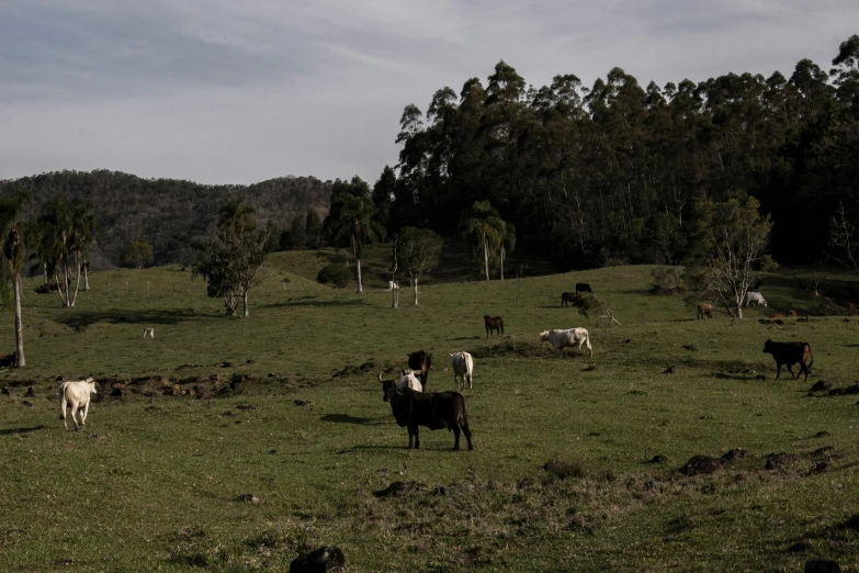 a herd of cattle grazing on a lush green field, unsplash, les nabis, straya, cleared forest, dark and moody, meat and lichens