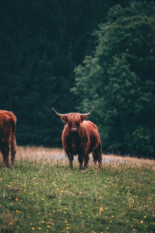 a couple of cows standing on top of a lush green field, by Adam Marczyński, pexels contest winner, whisky, wild ginger hair, flannel, slightly pixelated