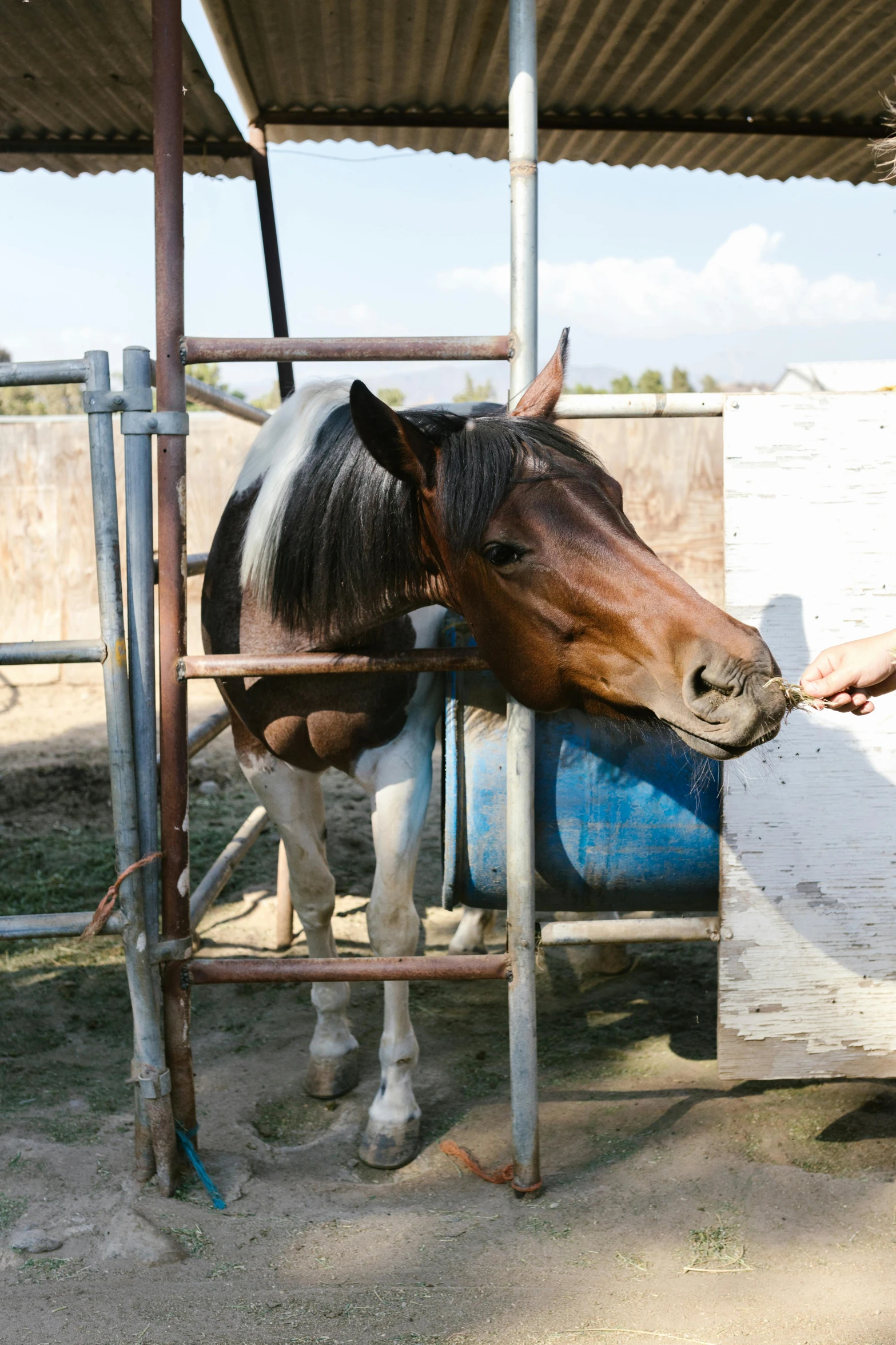 a woman standing next to a brown and white horse, filling with water, in spain, silo, sickly