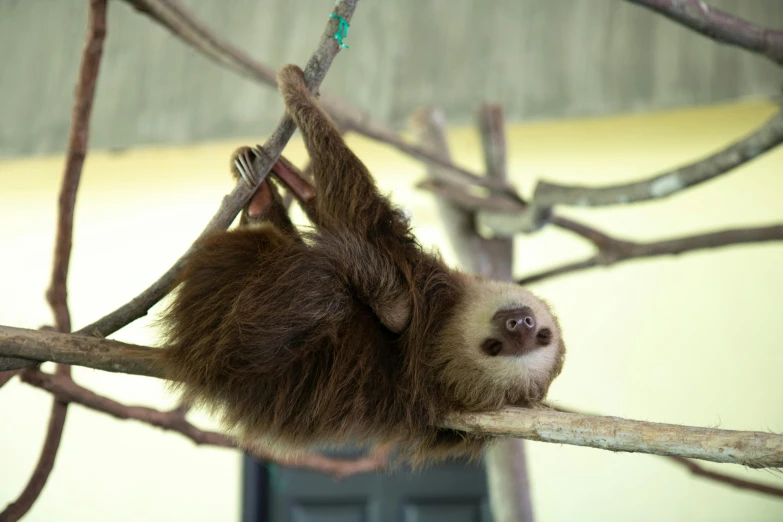 a baby sloth hanging from a tree branch, pexels contest winner, indoor picture, resting, 3 dimensional, brown