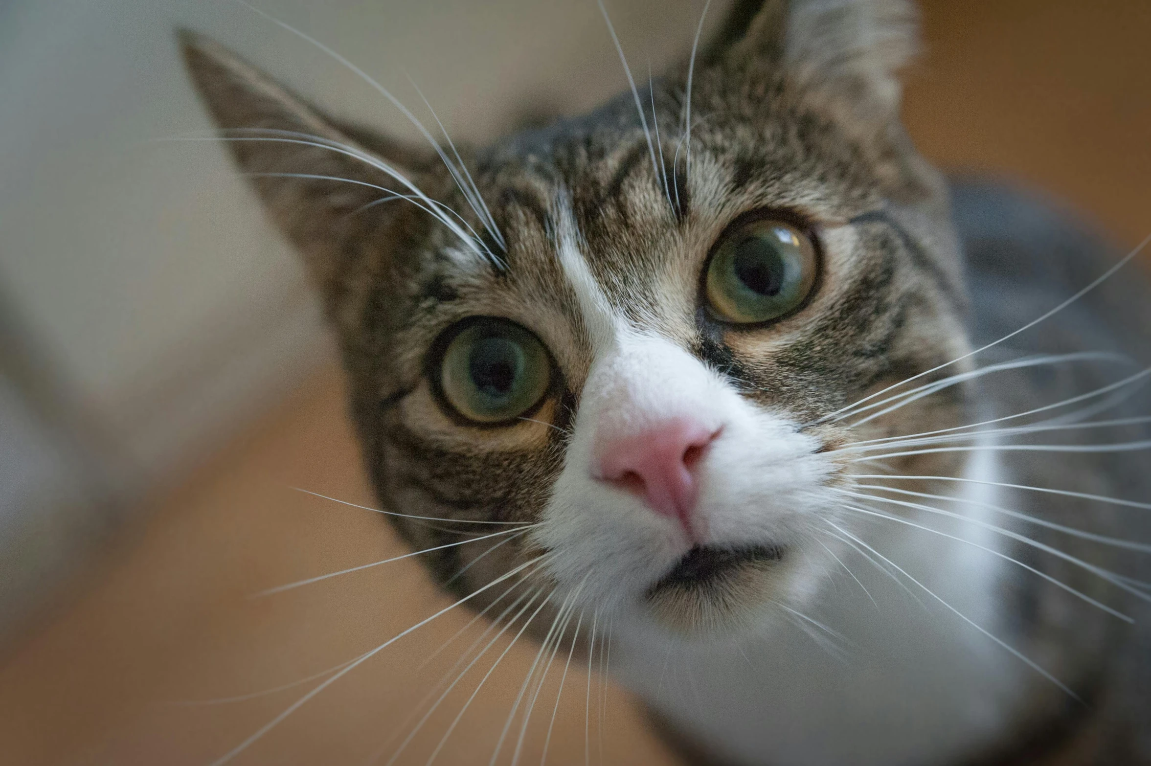 a close up of a cat looking at the camera, square nose, getty images, looking surprised, with a white nose