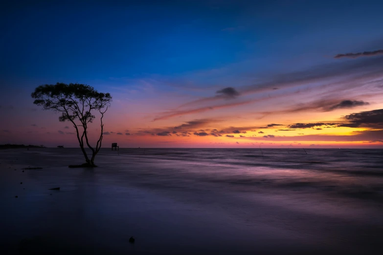 a lone tree sitting on top of a sandy beach, unsplash contest winner, colorful sunset, mangrove trees, blue, long exposure