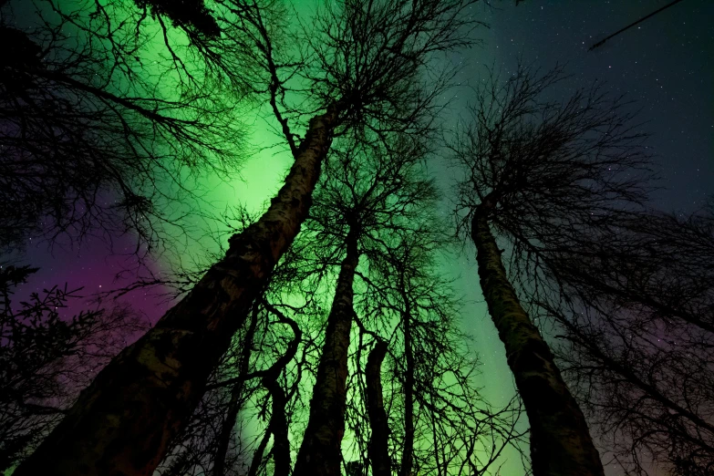 a forest filled with lots of green and purple lights, by Anato Finnstark, pexels contest winner, looking up into the sky, alaska, limbs, ((trees))