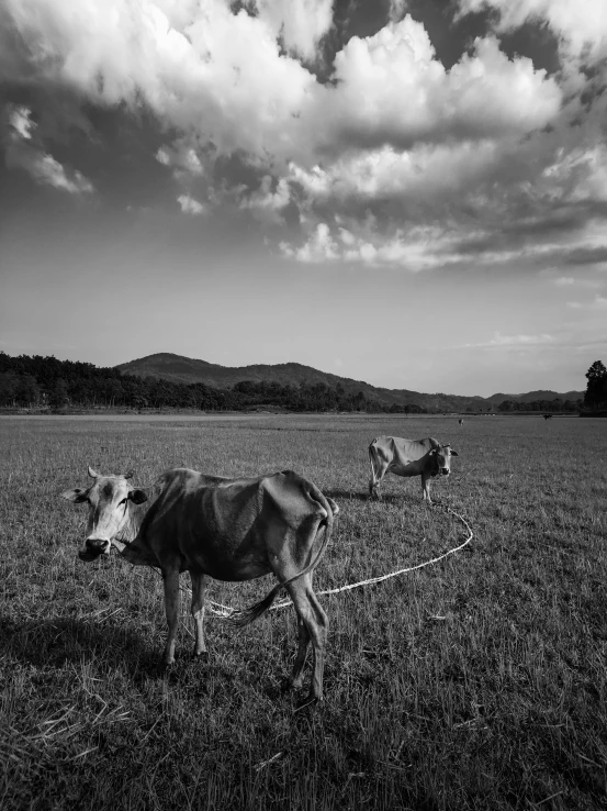 a couple of cows standing on top of a grass covered field, a black and white photo, by andrei riabovitchev, art photography, malaysia with a paddy field, cinematic. by leng jun, late summer evening, kim hyun joo