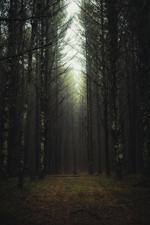 a forest filled with lots of tall trees, inspired by Elsa Bleda, unsplash contest winner, baroque, ) ominous vibes, todd hido, unsplash photography, leading lines