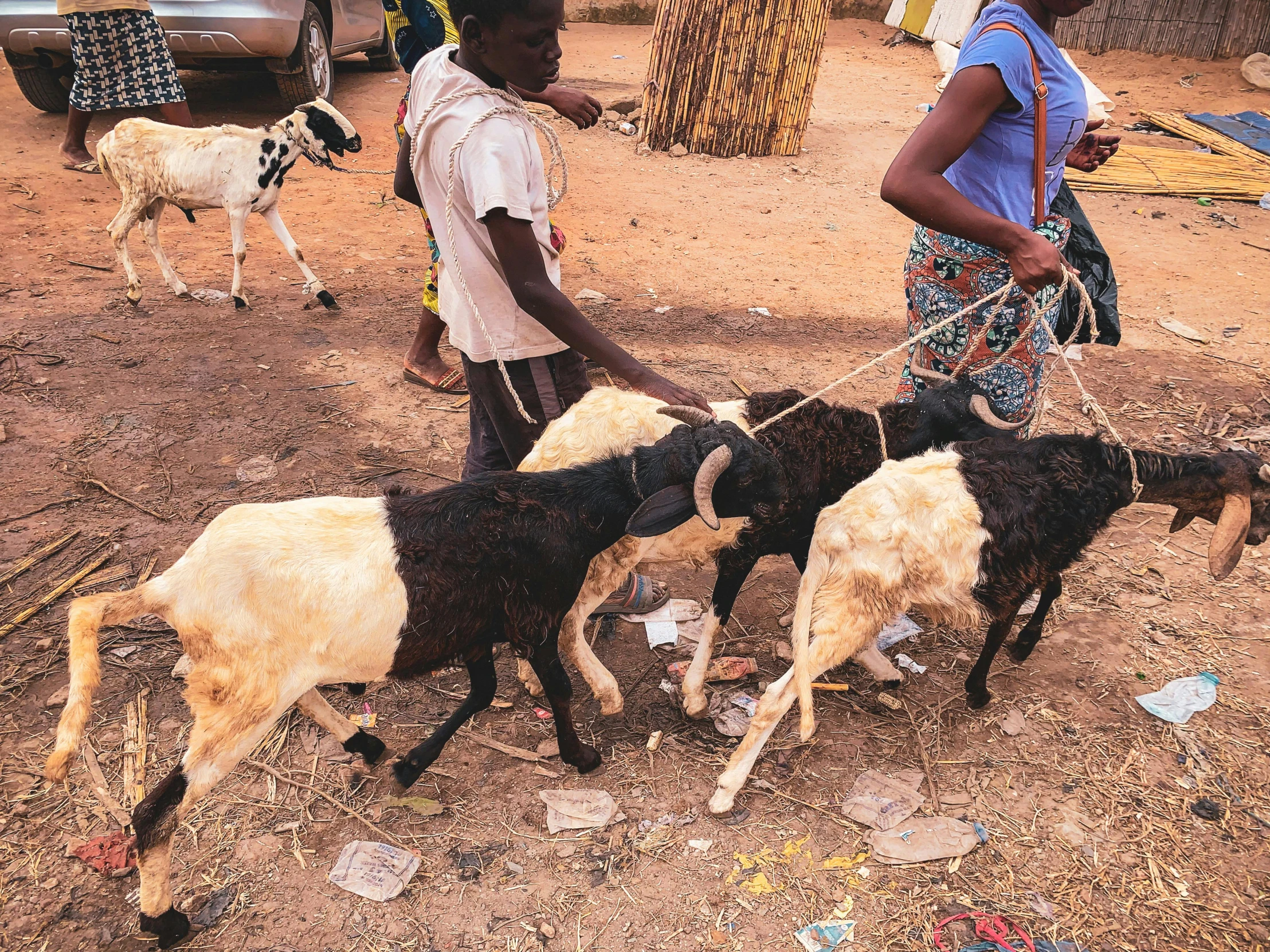 a group of people standing around a herd of goats, by Ingrida Kadaka, happening, on a village, thumbnail, no cropping, herds fighting