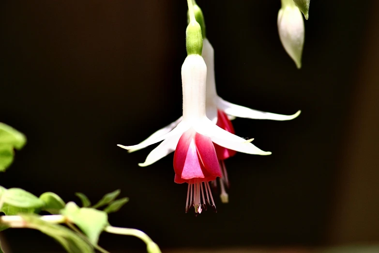 a close up of a flower on a plant, a digital rendering, by Jim Nelson, pixabay contest winner, fuchsia, bells, red and white, shot with sony alpha 1 camera