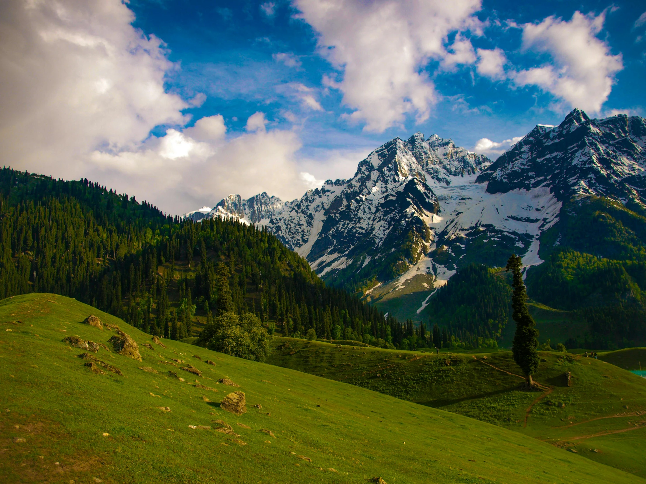 a herd of cattle grazing on a lush green hillside, by Julia Pishtar, pexels contest winner, hurufiyya, snowy peaks, islamic, beautiful pine tree landscape, multiple stories