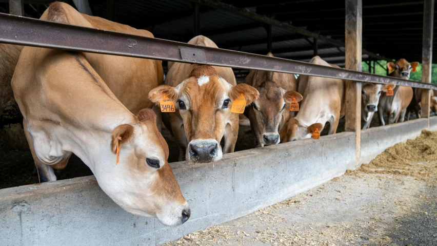 a group of brown cows standing next to each other, a portrait, unsplash, feed troughs, inspect in inventory image, liam brazier, australian