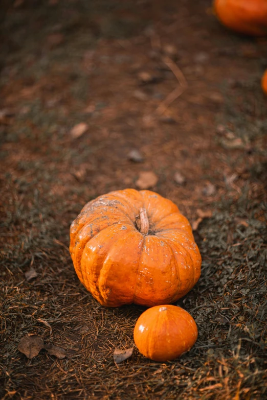 a group of pumpkins sitting on the ground, by Elsa Bleda, 2 5 6 x 2 5 6 pixels, multiple stories, dessert, up close