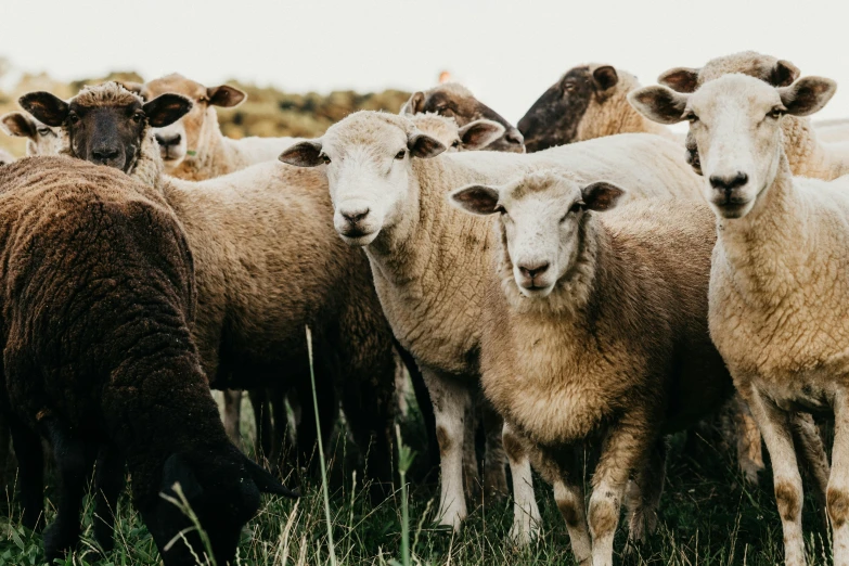 a herd of sheep standing on top of a lush green field, trending on unsplash, renaissance, 9 9 designs, lovingly looking at camera, australian, meats on the ground