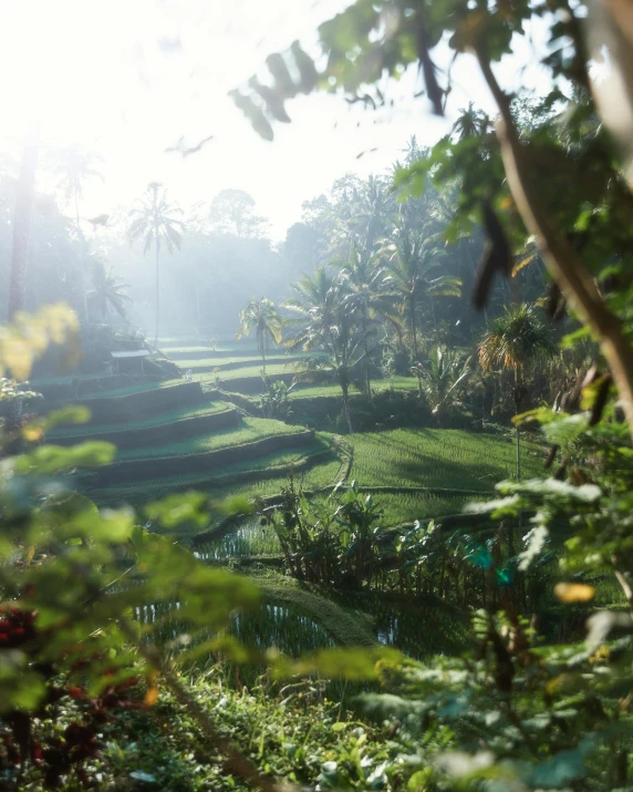 a person riding a horse through a lush green field, staggered terraces, walking through a lush jungle, light haze, garden