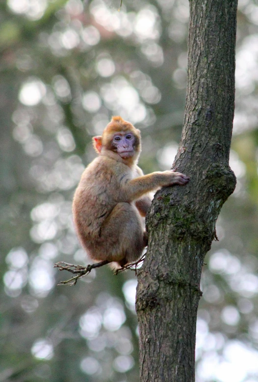 a monkey sitting on top of a tree branch, slide show, no cropping, belgium, malaysian