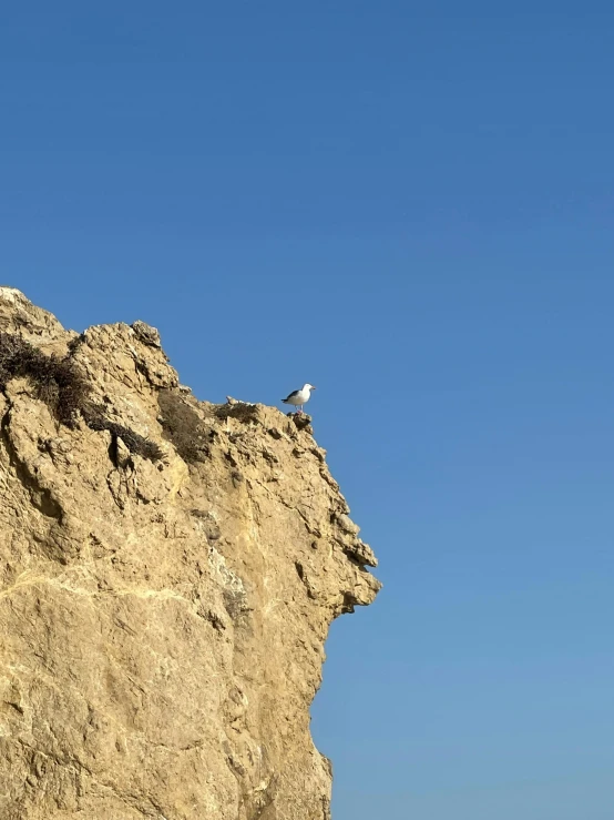 a bird sitting on top of a large rock, chalk cliffs above, hollister ranch, pristine and clean, slide show