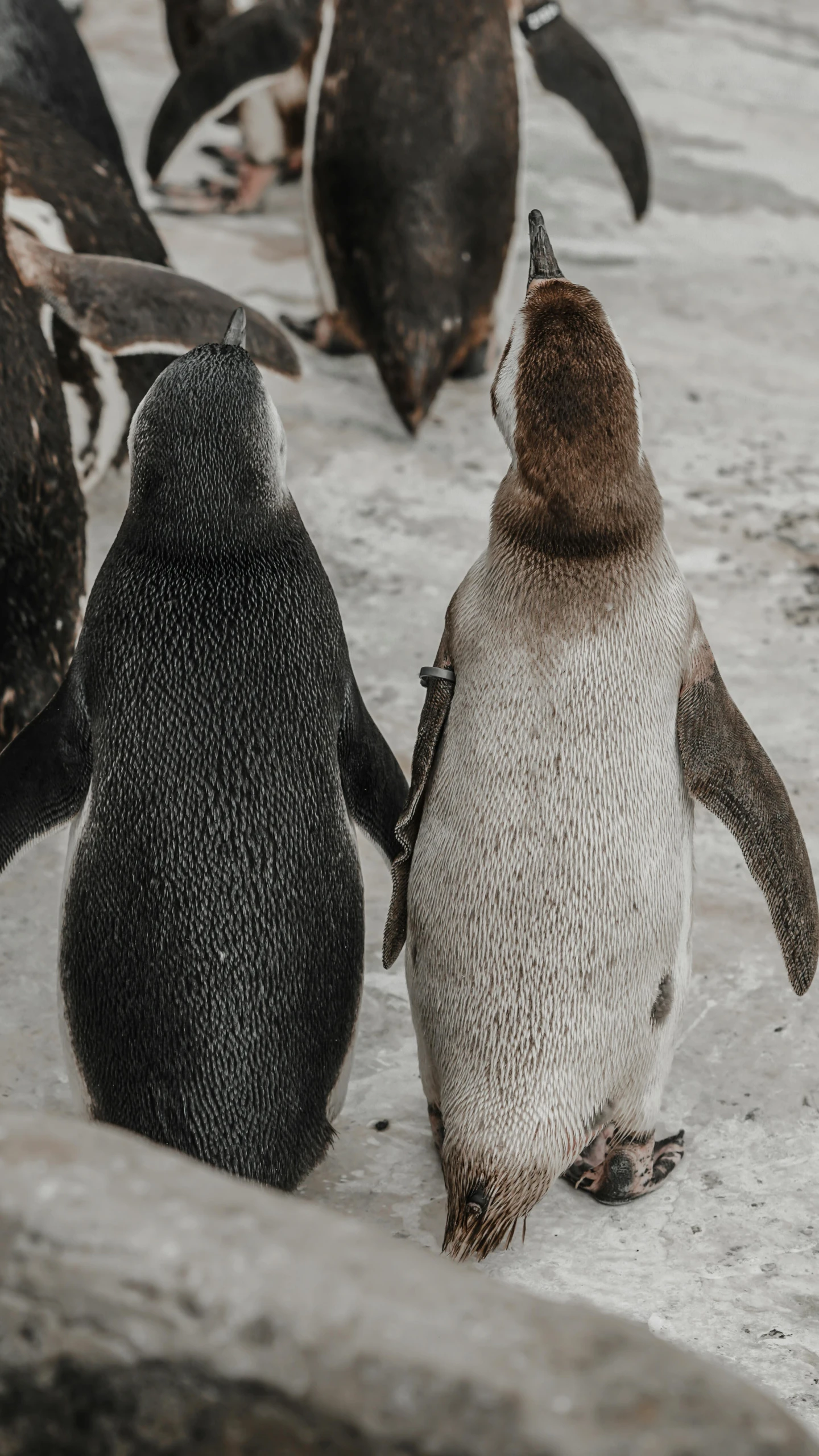 a group of penguins standing on top of snow covered ground, pexels contest winner, renaissance, close-up shot from behind, medium shot of two characters, high resolution photo, grey