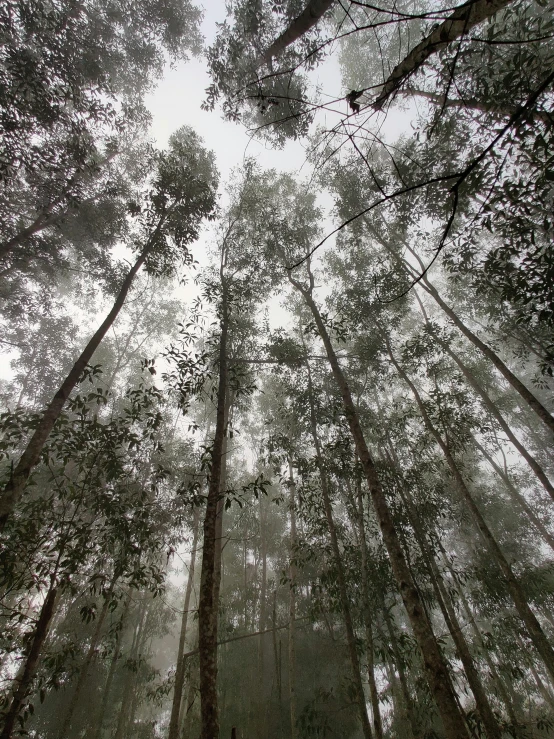 a forest filled with lots of tall trees, by Basuki Abdullah, under a gray foggy sky, low angle!!!!, ((trees)), foggy photo 8 k