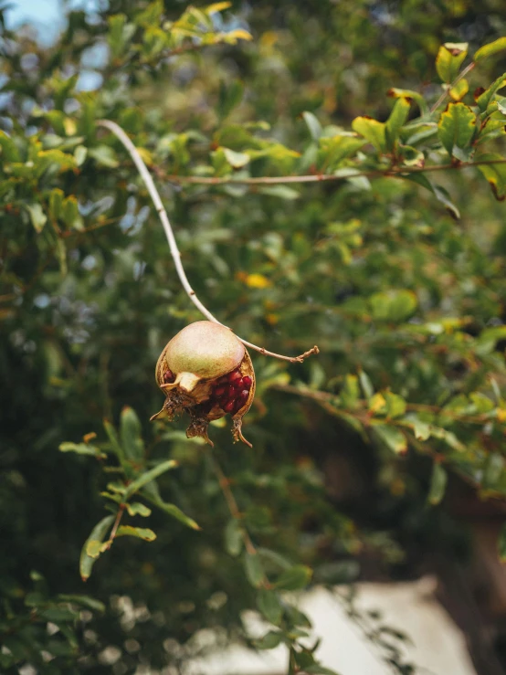 a pomegranate hanging from a tree branch, by Kristin Nelson, a 35mm photo, magnolia