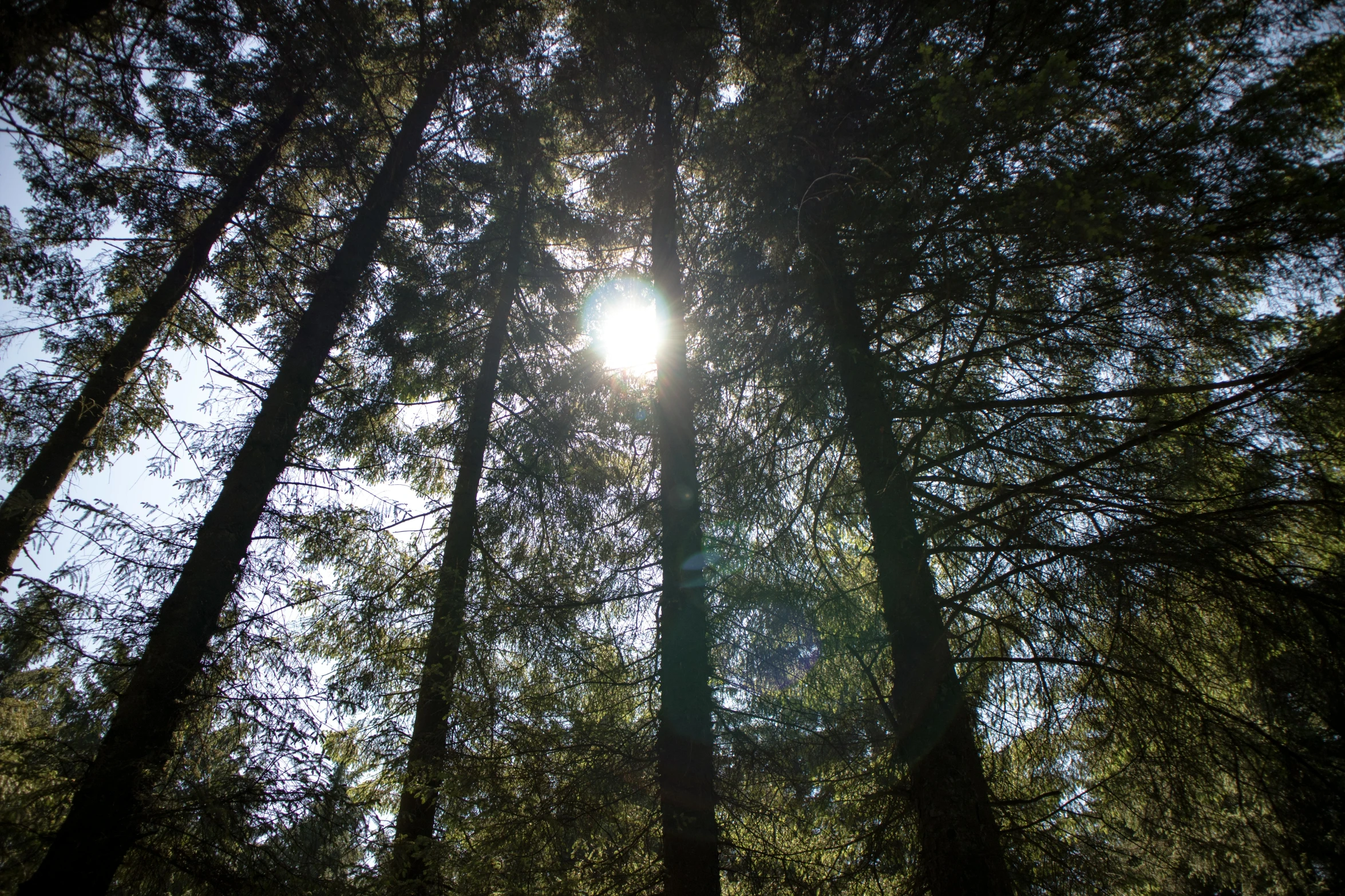 the sun shines through the trees in the forest, by Jessie Algie, light and space, ((trees)), low angle 8k hd nature photo, irish forest, forest picnic