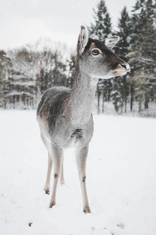 a deer that is standing in the snow, by Daniel Seghers, pexels contest winner, grey ears, iphone photo, hannover, a cozy