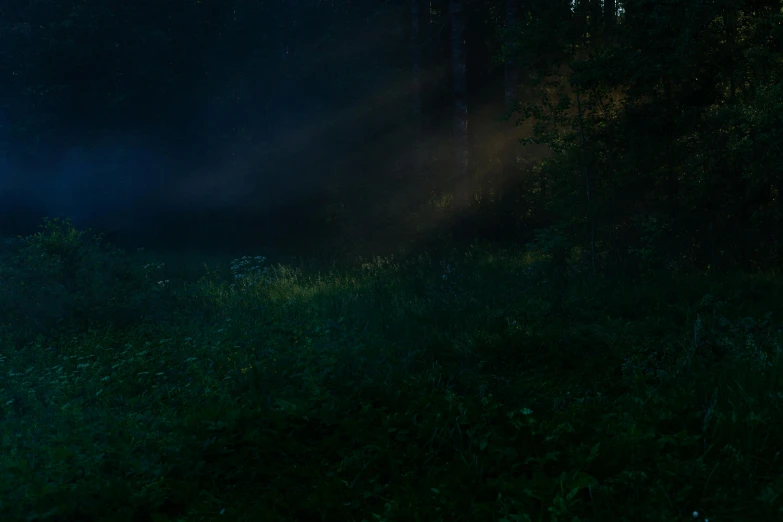 a fire hydrant sitting in the middle of a forest, an album cover, inspired by Elsa Bleda, realism, light beams night, magicavoxel cinematic lighting, meadow in the forest, anton fadeev 8 k