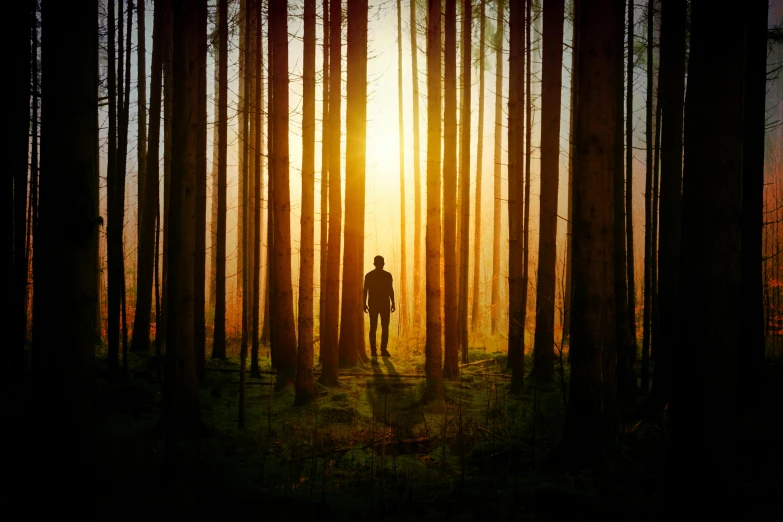 a person standing in the middle of a forest, an album cover, by Eglon van der Neer, pexels contest winner, romanticism, golden hour 8 k, frank moth, ((forest)), human silhouette