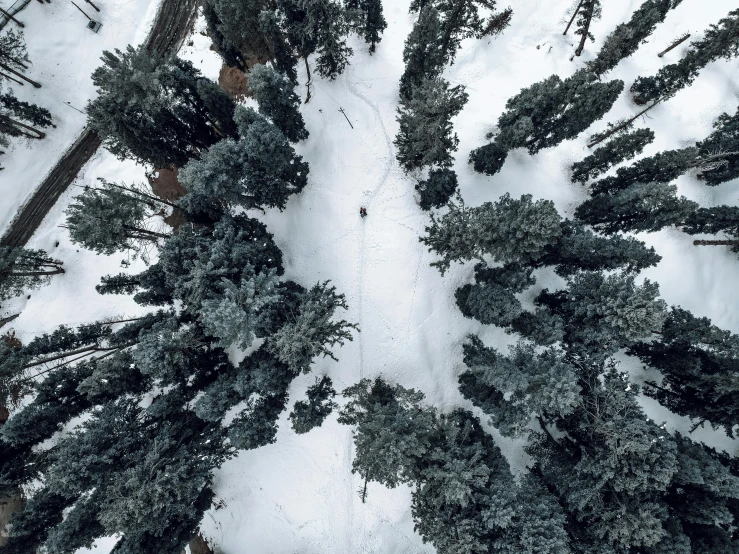 a forest filled with lots of trees covered in snow, an album cover, pexels contest winner, top down perspecrive, grey, skiing, shot on iphone 1 3 pro
