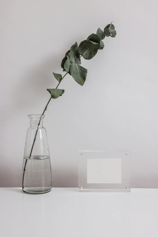 a vase with a plant in it sitting on a table, a minimalist painting, inspired by Robert Mapplethorpe, unsplash, polaroid clear, product view, clear silhouette, eucalyptus