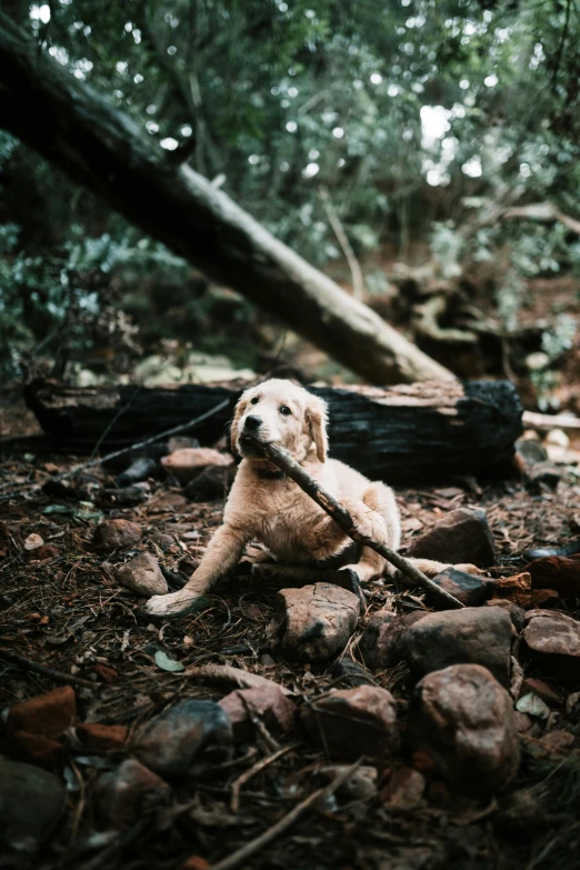 a dog laying on the ground with a stick in it's mouth, unsplash, process art, forest floor, australian, kodak film, blond