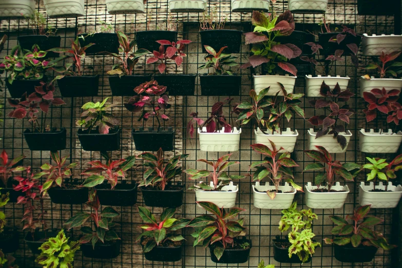 a wall filled with lots of potted plants, inspired by Elsa Bleda, unsplash, grid of styles, bangalore, fan favorite, green and red plants