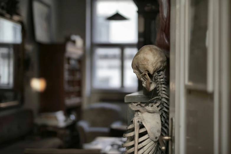 a skeleton sitting on top of a table in a living room, a portrait, unsplash contest winner, academic art, straight neck, profile image, inside an old apartment, ancient library