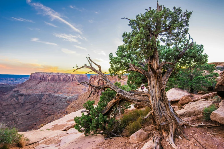 a tree sitting on top of a rocky cliff, moab, conde nast traveler photo, fan favorite, ancient plants